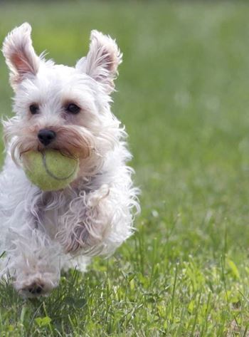 Pet Friendly Community at Promenade at Carillon, Florida, 33716